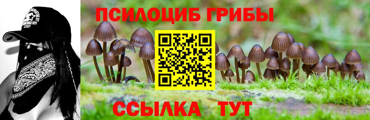 Псилоцибиновые грибы Cubensis Сибай